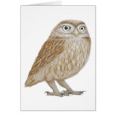 Little Owl 2011 (Front)