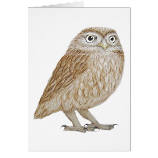 Little Owl 2011 Cards (Front)