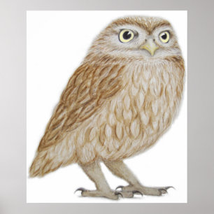 Little Owl 2011 Poster