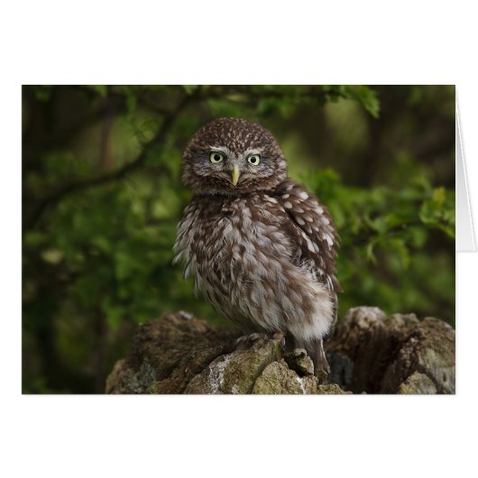 Little Owl Cards (Front Horizontal)