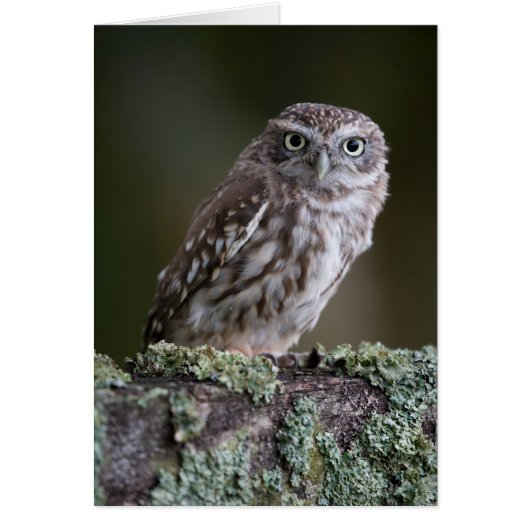 Little Owl Cards (Front)