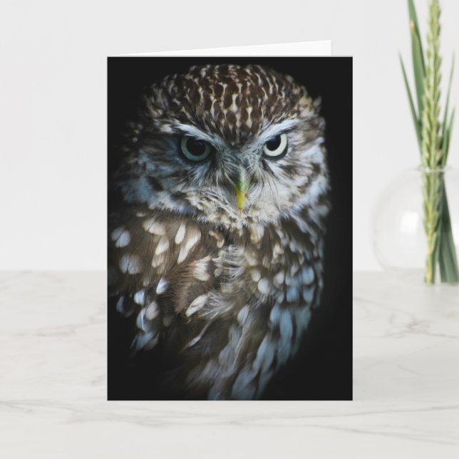 Little Owl Greetings Card (Front)