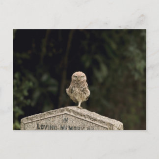 Little owl in a cemetery postcard