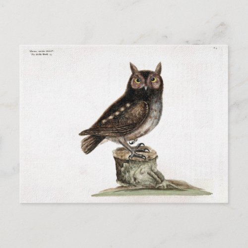 Little Owl Postcard
