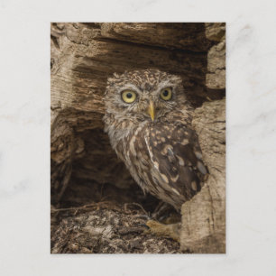 Little owl postcard