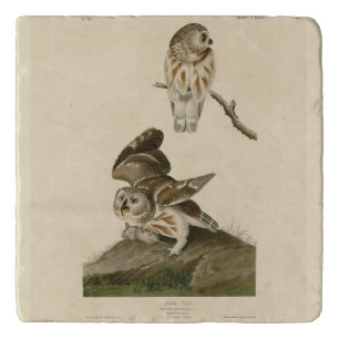 Little Owl (Saw-whet) Audubon's Birds of America Trivet