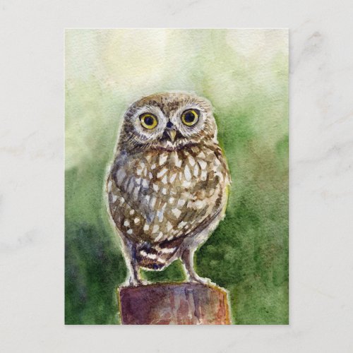 Little owl watercolor painting postcard