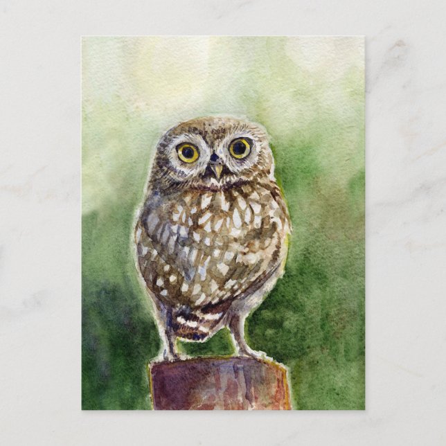 Little owl watercolor painting postcard (Front)