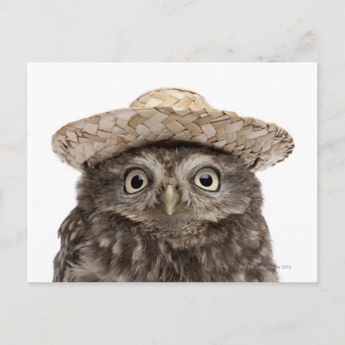 Little Owl wearing a straw hat _ Athene noctua Postcard