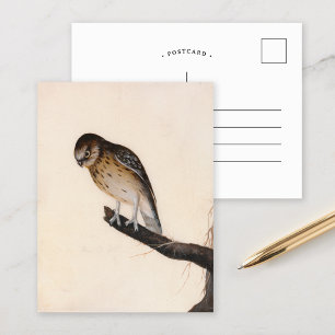 Little Owl William Lewin Postcard