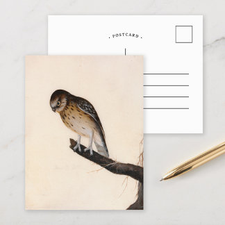 Little Owl | William Lewin Postcard