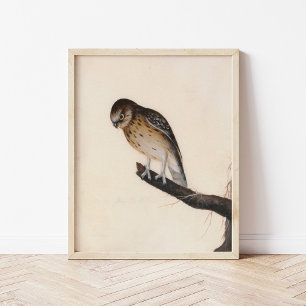 Little Owl William Lewin Poster