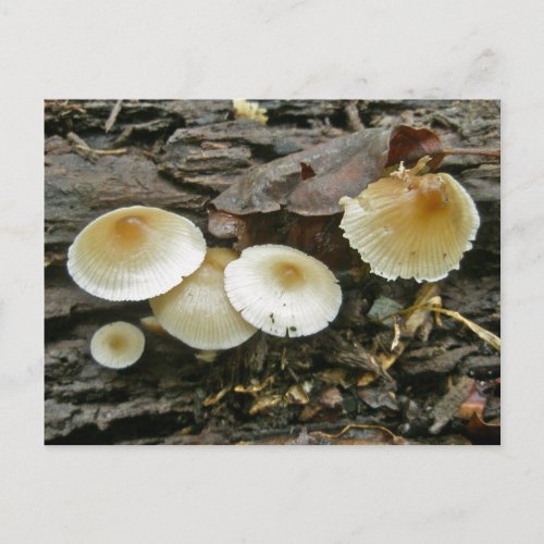 Little Parasols Mushrooms on Log Postcard