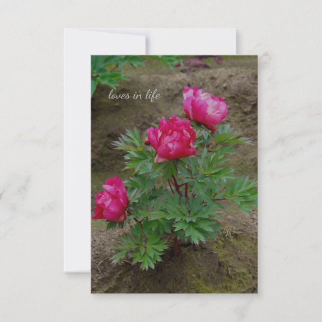 Little Peony Bush Note Card (Front)