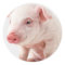 Little Pig
