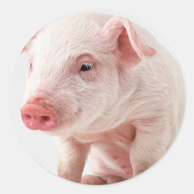 Little Pig Classic Round Sticker (Front)