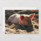 Little Piggy (Front)