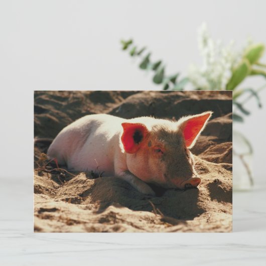 Little Piggy (Standing Front)