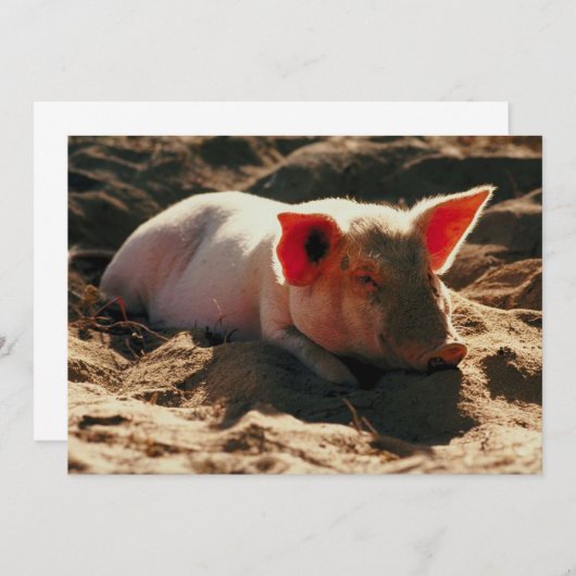 Little Piggy (Front/Back)