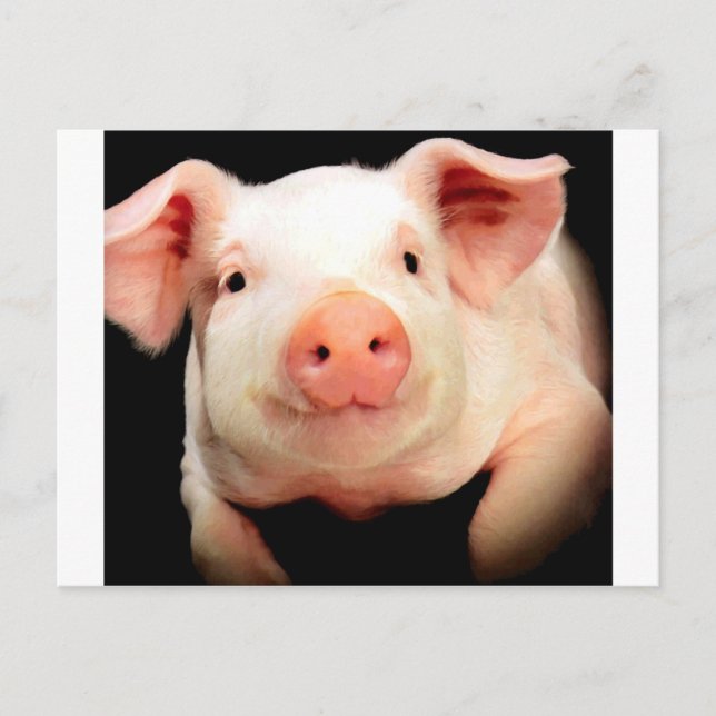 Little Piggy Postcard (Front)