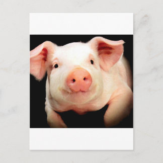 Little Piggy Postcard