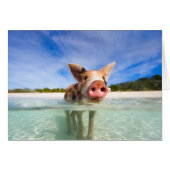 Little piglet (Front Horizontal)