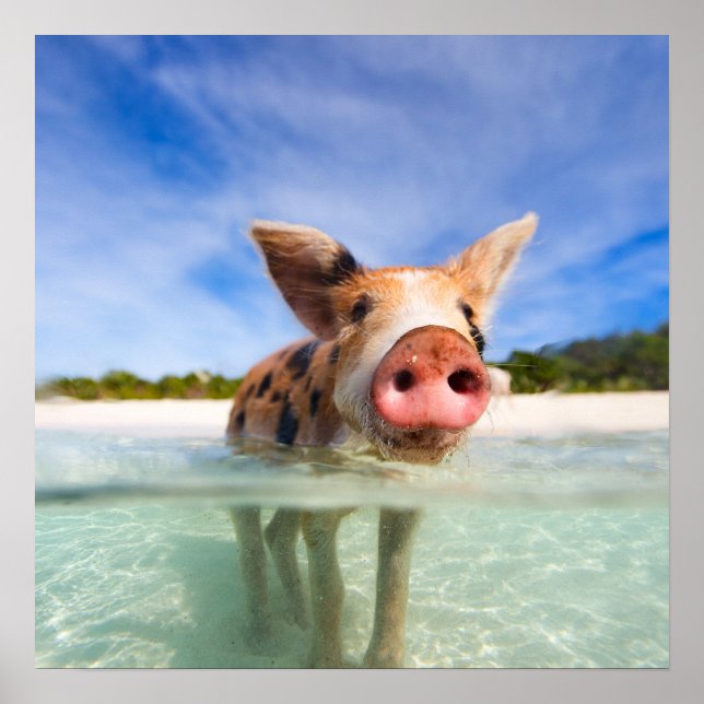 Little piglet poster (Front)