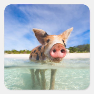 Little piglet square sticker