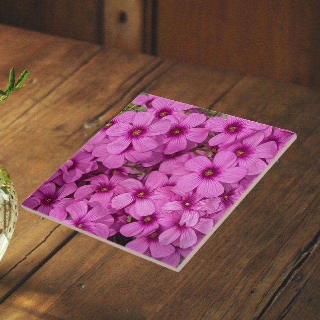 Little Pink Oxalis Flowers Floral Ceramic Tile (In Situ)