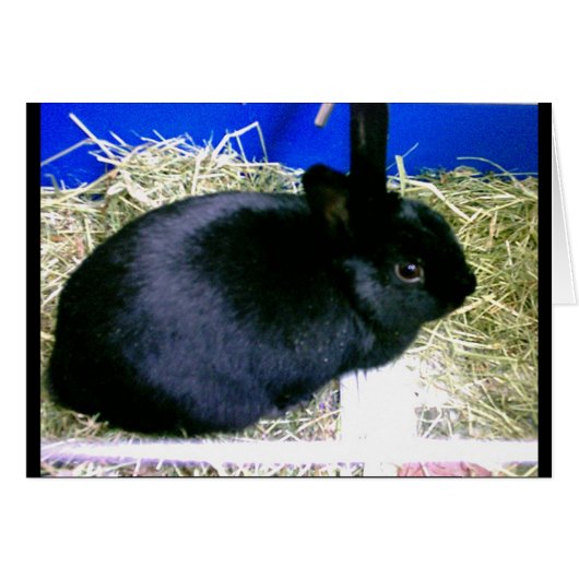 Little Rabbit 2 (Front Horizontal)