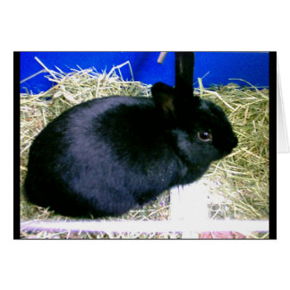 Little Rabbit 2 Cards