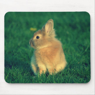 Little rabbit mouse pad