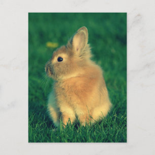 Little rabbit postcard
