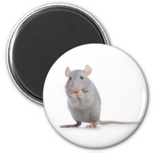 little rat magnet