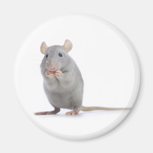 little rat magnet (Front)