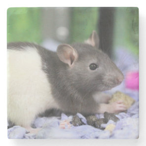 Little rat stone coaster