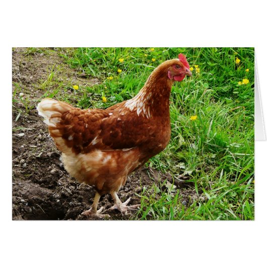 Little Red Chicken - Free Range Egg Layer Cards (Front Horizontal)