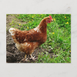 Little Red Chicken - Free Range Egg Layer Postcard