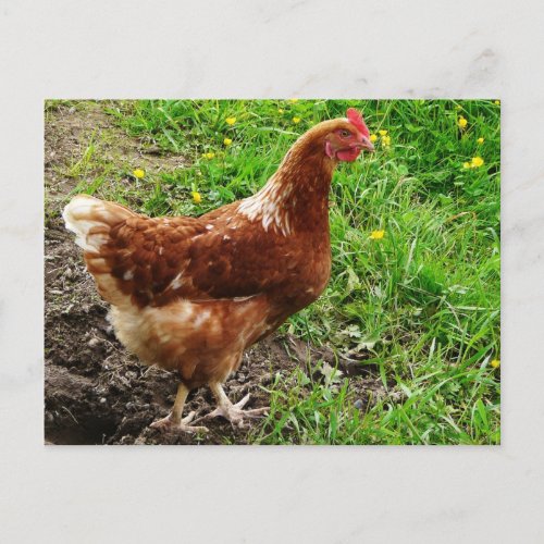 Little Red Chicken  _ Free Range Egg Layer Postcard