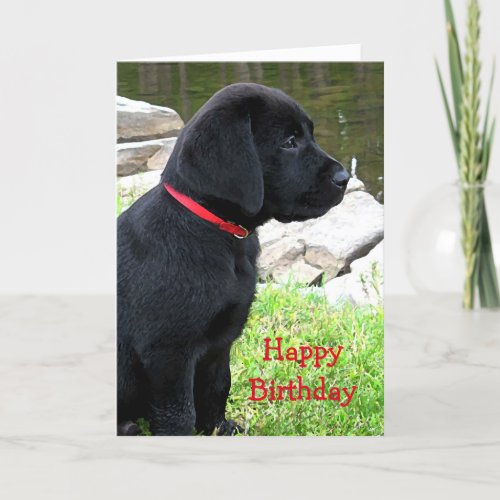 Little Red Collar _ Black Lab Puppy _ Labrador Card