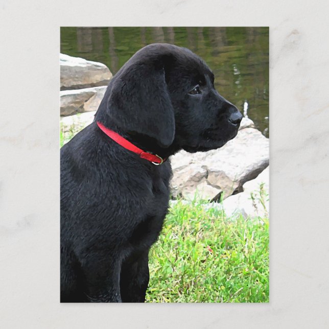 Little Red Collar - Black Lab Puppy - Labrador Postcard (Front)