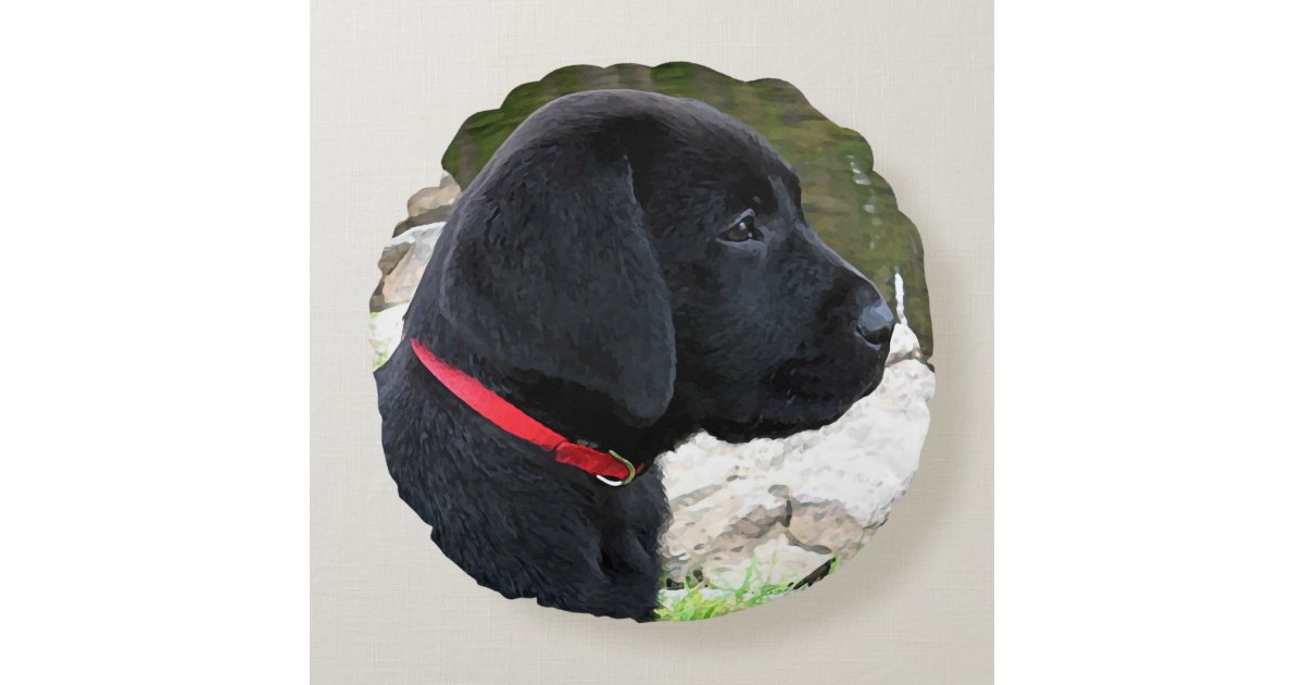 Puppy Collar Size Labrador How To Get Your Puppy Used To A Collar And