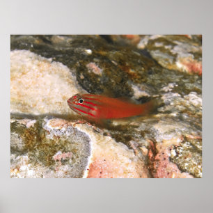 Little Red Fish Poster