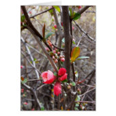 little red flowers (Front)