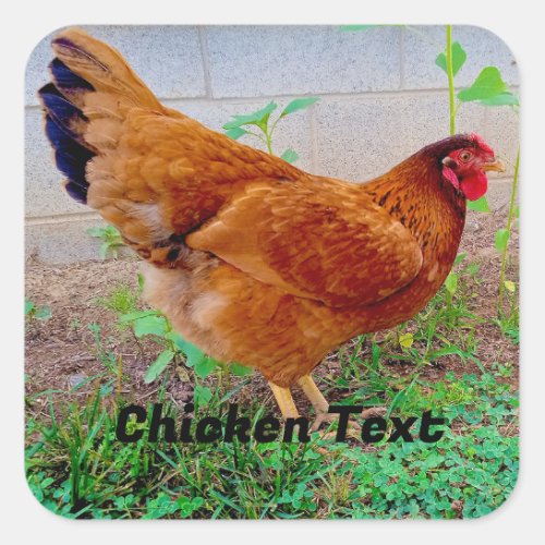 Little Red Hen Chicken  Square Sticker