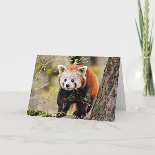 Little Red Panda Bear Card
