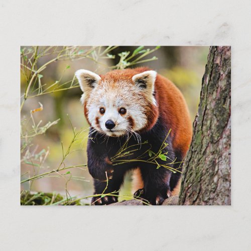 Little Red Panda Bear Postcard