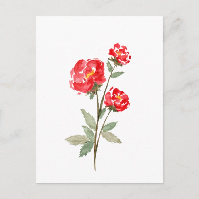 Little Red Rose Flower Postcard (Front)
