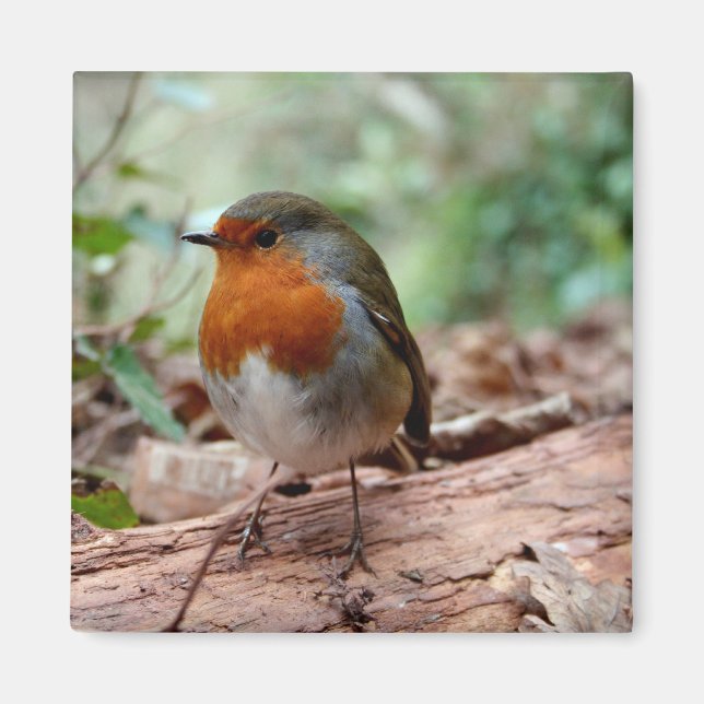 Little Robin Magnet (Front)