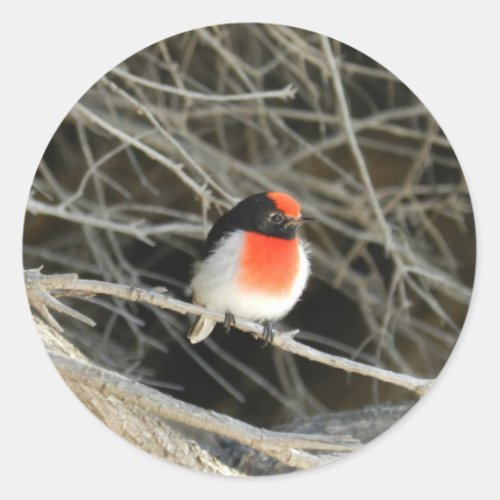 little robin redbreast bird sitting on a twig classic round sticker